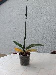 orchidée 002.jpg