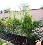 La plantation de tomates