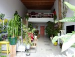 13-10-2015 BEAUCARNEA GUERI .JPG
