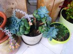 ECHEVERIA 10-2015 .jpg