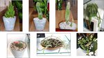 LES PETITS CACTUS.jpg