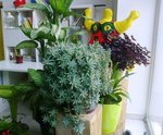 Les succulentes crassulas