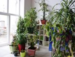11-10-2015 BEGONIAS ET AUTRES.JPG