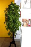 ARBRE A TOMATE 10-2015-2-2.pg.jpg