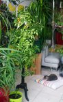 L'Arbr e à tomates 10-2015-1 001.jpg