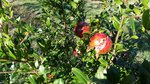 2015-10-15_111046.jpg