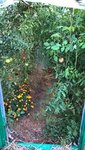 Les plants avant d’êtres enlevés.<br />J'ai récupérer toutes les tomates mures ou pas.<br />Les tomates vertes seront mises à mûrir dans le noir.
