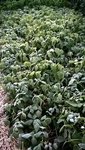 Les plants de haricots verts sont bien blancs.<br />Ils était couverts par un P17 que j'ai retiré juste avant la photo.