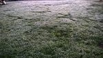 La gelée dans l'herbe.