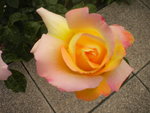 DSCN6175.JPG