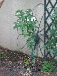 C'est le dernier à fleurir, maintenant j'ai les 3 couleurs rose, blanc, et violet