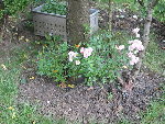 Mes dernières roses