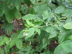 Aurais je des framboises ?