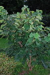 arbre de judée