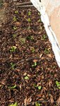 Une grosse série a été plantée cet après midi.<br />6 scaroles<br />6 frisées<br />3 lolo et 6 grenobloises.
