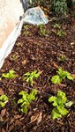 Les salades plantées il y a une vingtaine de jours.