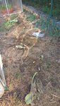 Les pieds de courgettes ont été coupés puis mis au compost.<br />Cet emplacement va être recouvert de foin.