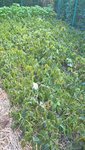 Comme prévu,les haricots gelés vont être laissés en place pour couvrir le sol cet hiver.<br />Ce matelas sera renforcé avec des feuilles mortes et du foin.