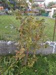DSCN1730.resized.JPG