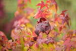 Liquidambar styraciflua gumball (1 sur 1).jpg
