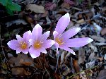 DSC01024.JPG