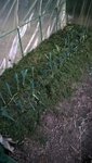 J'ai recouvert la planche de tontes de gazons à la fois pour nourrir le sol et éviter la pousse des mauvaises herbes,mais également pour nourrir un peu les poireaux grâce à la décomposition rapide des tontes.<br />(Désolé pour la mauvaise qualités de la photo,la nuit tombait,sans se faire mal je vous rassure :))