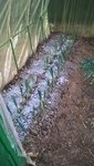 J'ai répandu un peu de cendre de bois avant la plantation,pour l'apport en potassium.<br />Les poireaux sont plantés à 10 cm sur le rang et à 20 cm entre rangs.