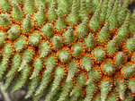 Gunnera (1 sur 1).jpg