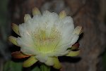 DSC_0116 [800x600].JPG