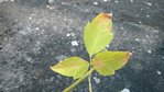 La feuille