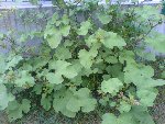 DSC00188.jpg