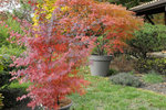 flambée d'Acer-12.JPG