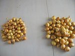 oignons patates ( multiplicateur) blanc et jaune.jpg