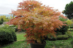 palmatum arakawa-13.JPG