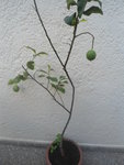 citronnier en pot.JPG
