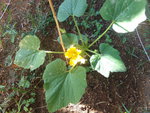 100_0313-ConvertImage-ConvertImage.jpg