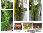 l'ARBRE A TOMATES et la récolte indoor