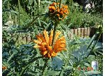 Copie de DSC04406.JPG