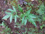 photo 2.JPG