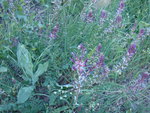 photo 13.JPG
