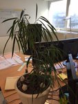 ficus1.JPG