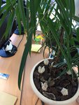 ficus2.JPG