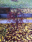 Garnet planté à l'automne