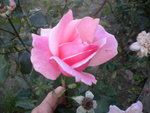 DSCN6526.JPG