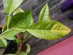 voici le citronnier en question. Voyez comme ses feuilles sont bizarres. Il y a une petite qui démarre et ensuite la grande feuille. Merci pour votre aide.
