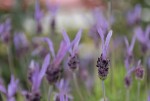 Lavandes papillons en avril dans le Médoc
