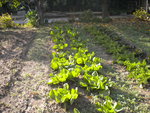 DSCN6532.JPG