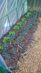 La planche de poireaux dans le tunnel accompagnée de 10 salades plantées le 24 octobre se porte bien.<br />Les salades ont poussées à une vitesse que je n'aurait jamais espéré en cette saison.