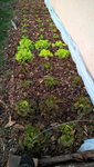 Ma planche de salades d'hiver le long du mur pousse rapidement,on ne va pas tarder à se régaler!