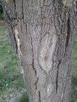 IMG_20150818_183709.jpg